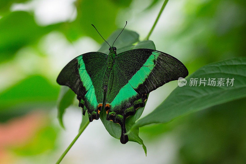 侧视图特写的绿色条纹孔雀蝶(Papilio palinurus)